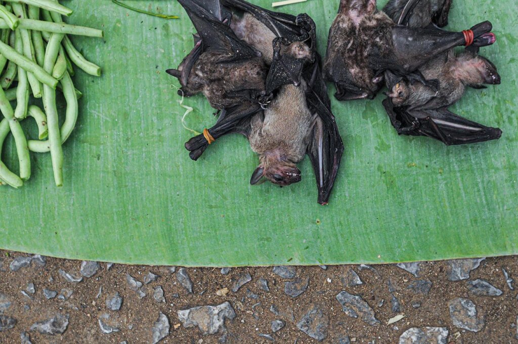 tote Fledermaus zum Verkauf