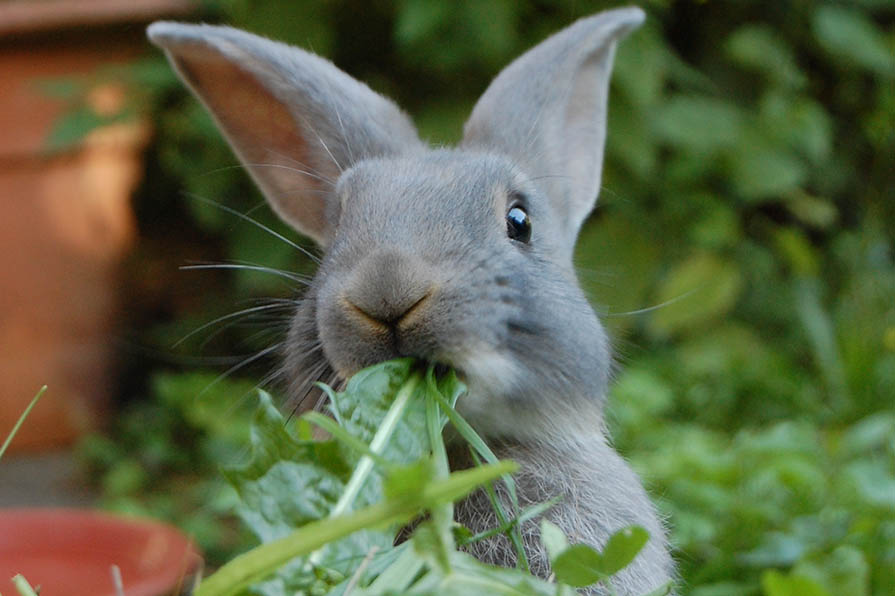 Kaninchen isst Löwenzahn