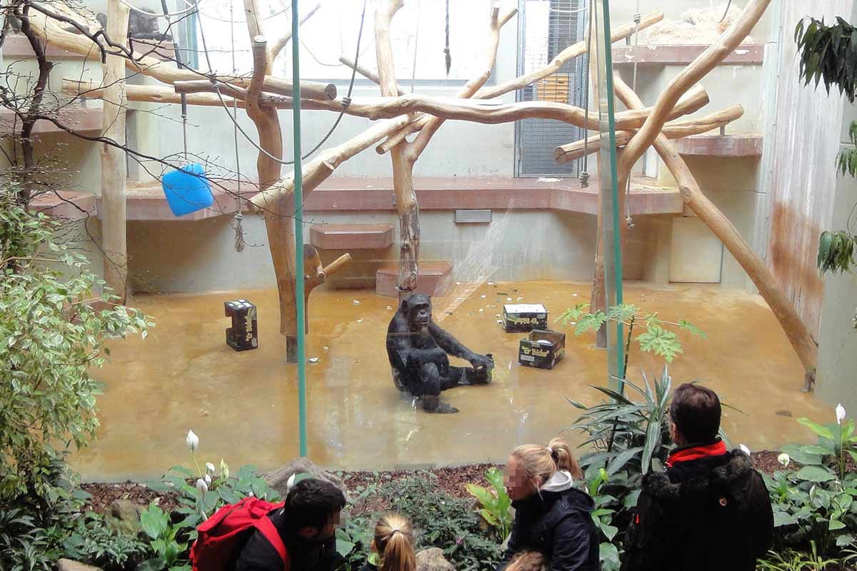 Schimpanse im Wuppertaler Zoo