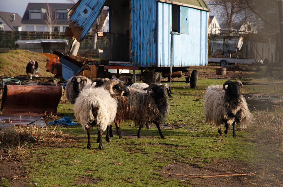 Schafe auf einer Wiese