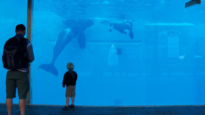 Personen stehen vor Wasserbecken mit Orcas