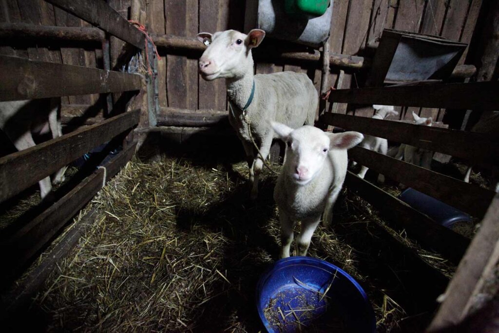 ein schaf und ein lamm im stall schauen in die kamera