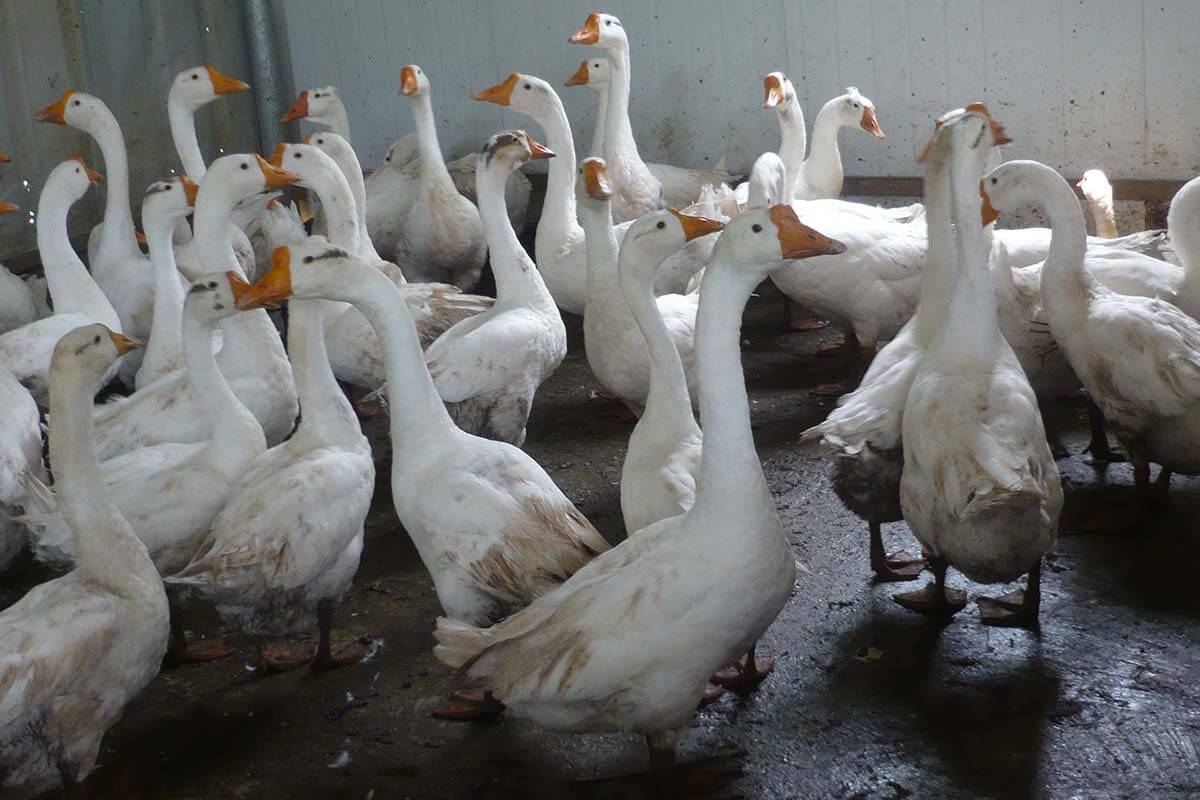 Erfolg: Französische Modegruppe SMCP verbannt Enten- & Gänsefedern