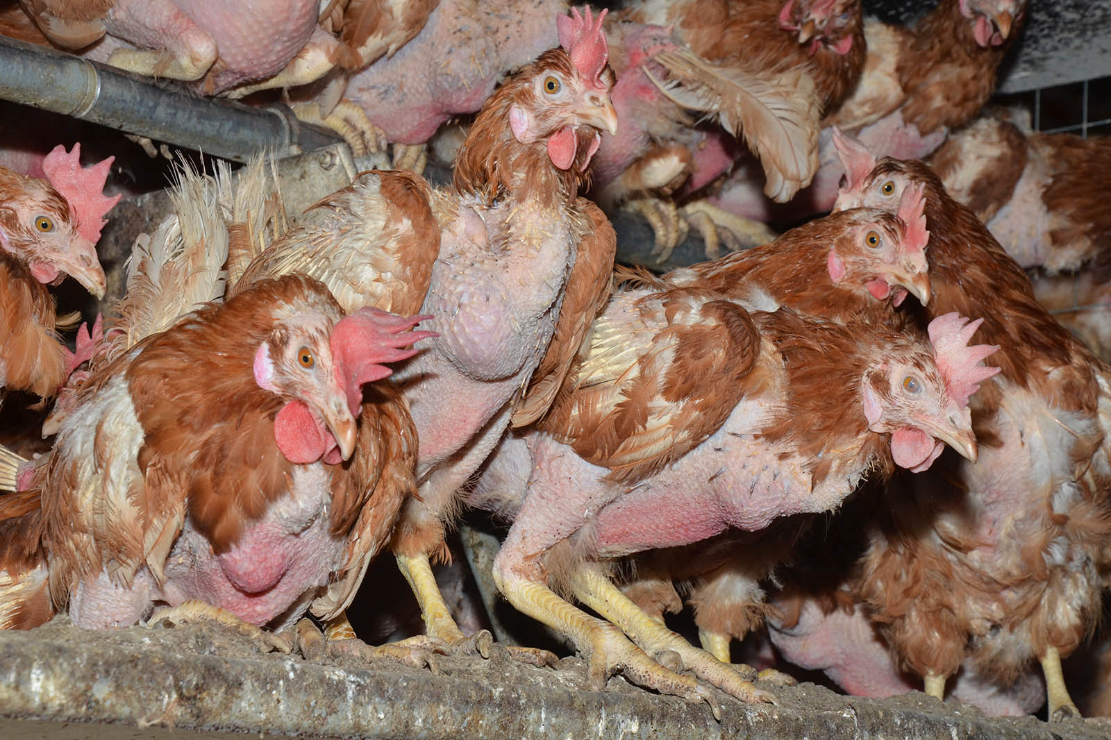 Huehner mit wenig Federn in einer Biofarm