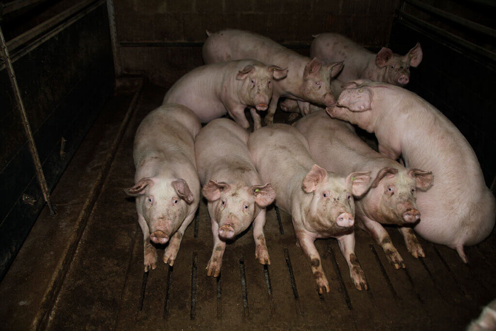 Schweine in einem Stall