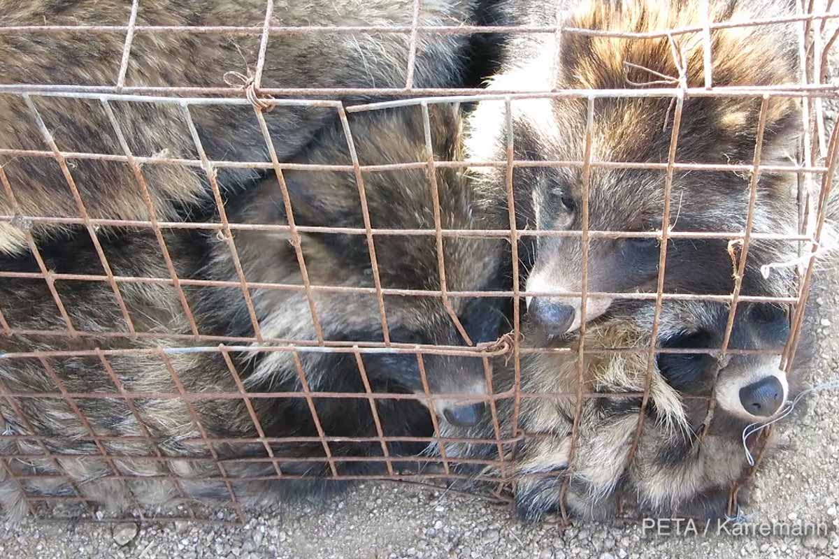 Marderhunde liegen in einem engen Kaefig uebereinander.