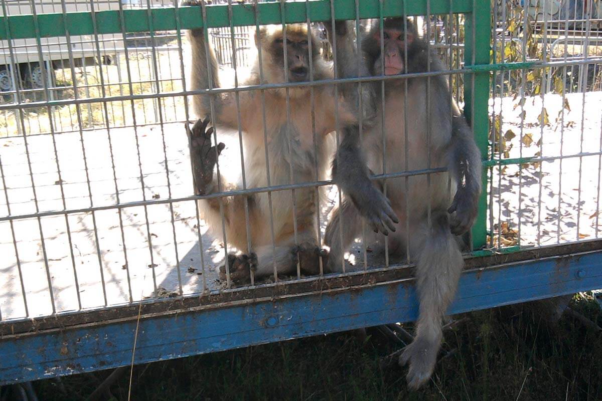 Zirkus Alberti, Direktor Harry Frank – Chronik der Tierschutzverstöße und weitere Vorfälle