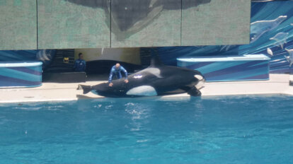 Orca liegt am Beckenrand in SeaWorld