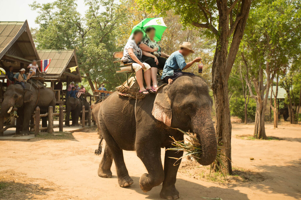 Touristen reiten auf Elefanten