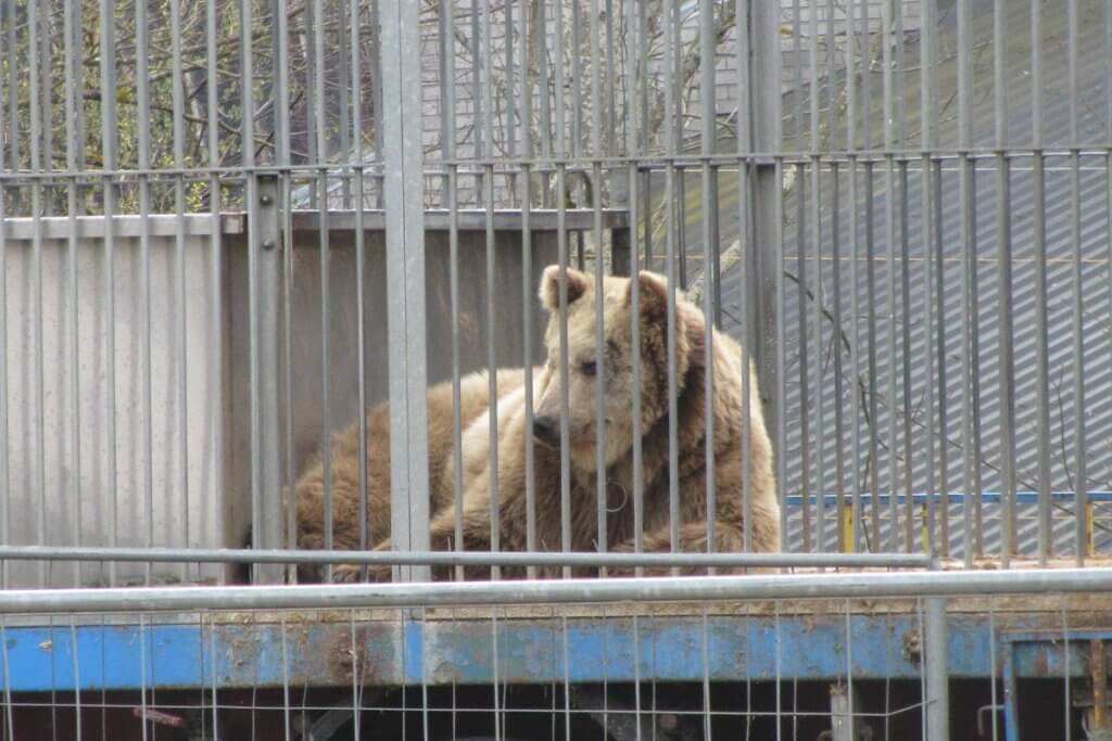 Baer im Zirkuskaefig bei Circus Luna