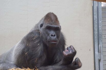 Gorilla mit verletzten Händen