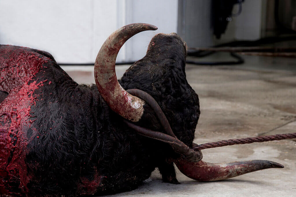 Stier liegt verletzt am Boden zum Ausbluten