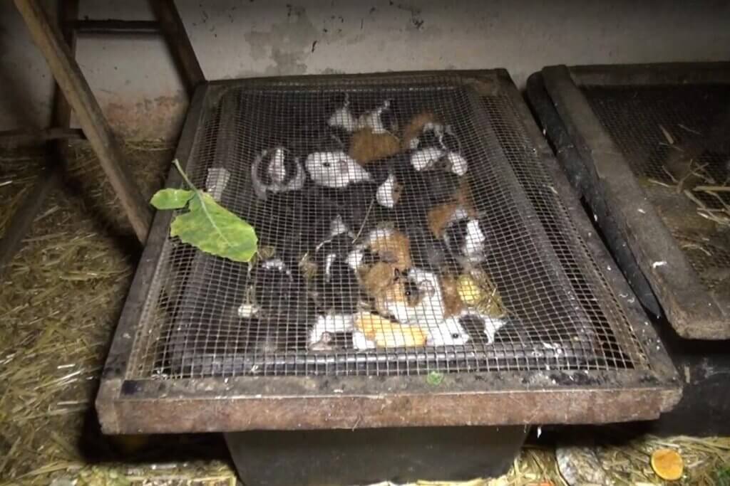 Meerschweinchen in kleiner Box