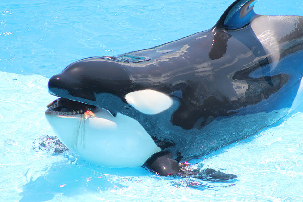 Dramen bei SeaWorld in San Diego: Todesfall und Orca-Kampf