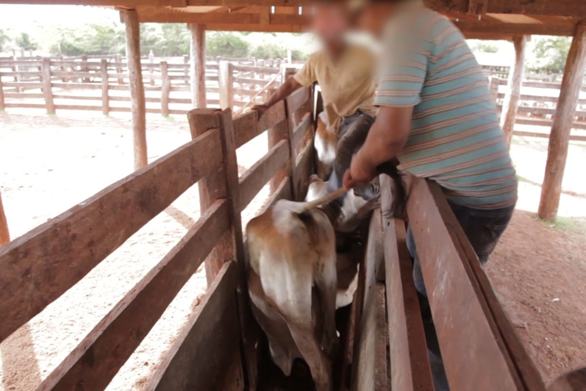 Maenner ziehen einem Kalb am Schwanz, das in einer Bucht steht.