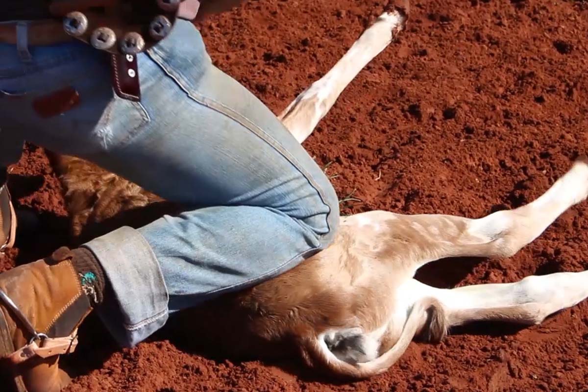 Ein Mann kniet auf einem Kalb, das am Boden liegt.