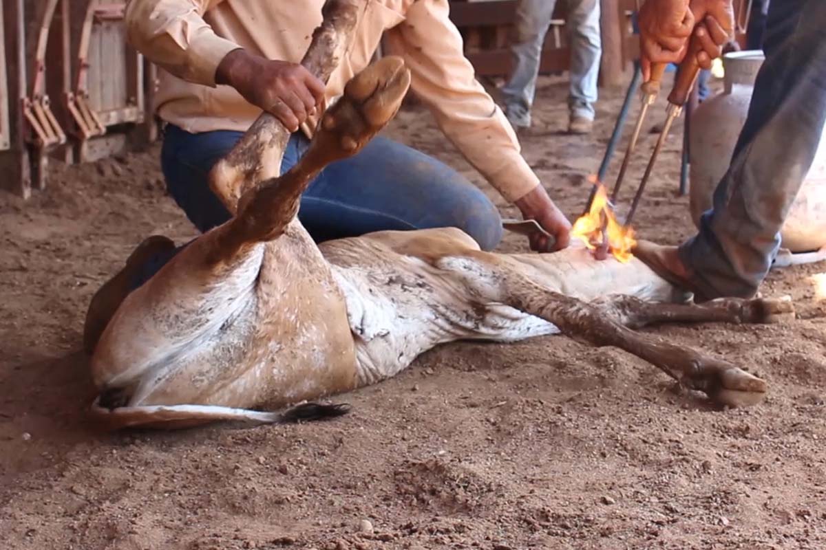 Mann haelt Beine von Kalb fest und brandmarkt es.