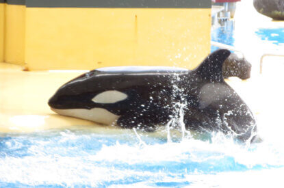 Orca im Loro Parque Teneriffa