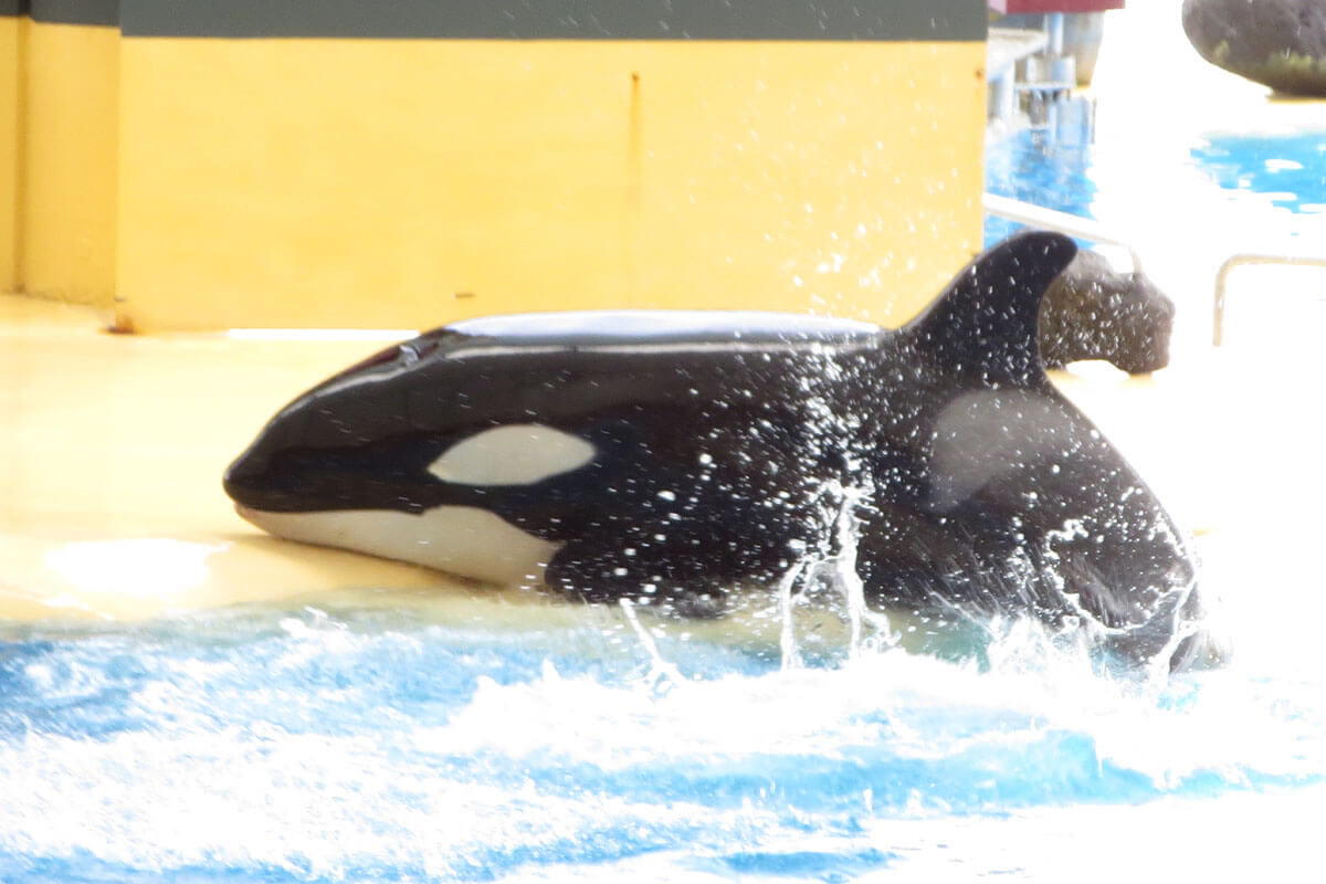 Loro Parque: Dritter Orca stirbt innerhalb von 18 Monaten