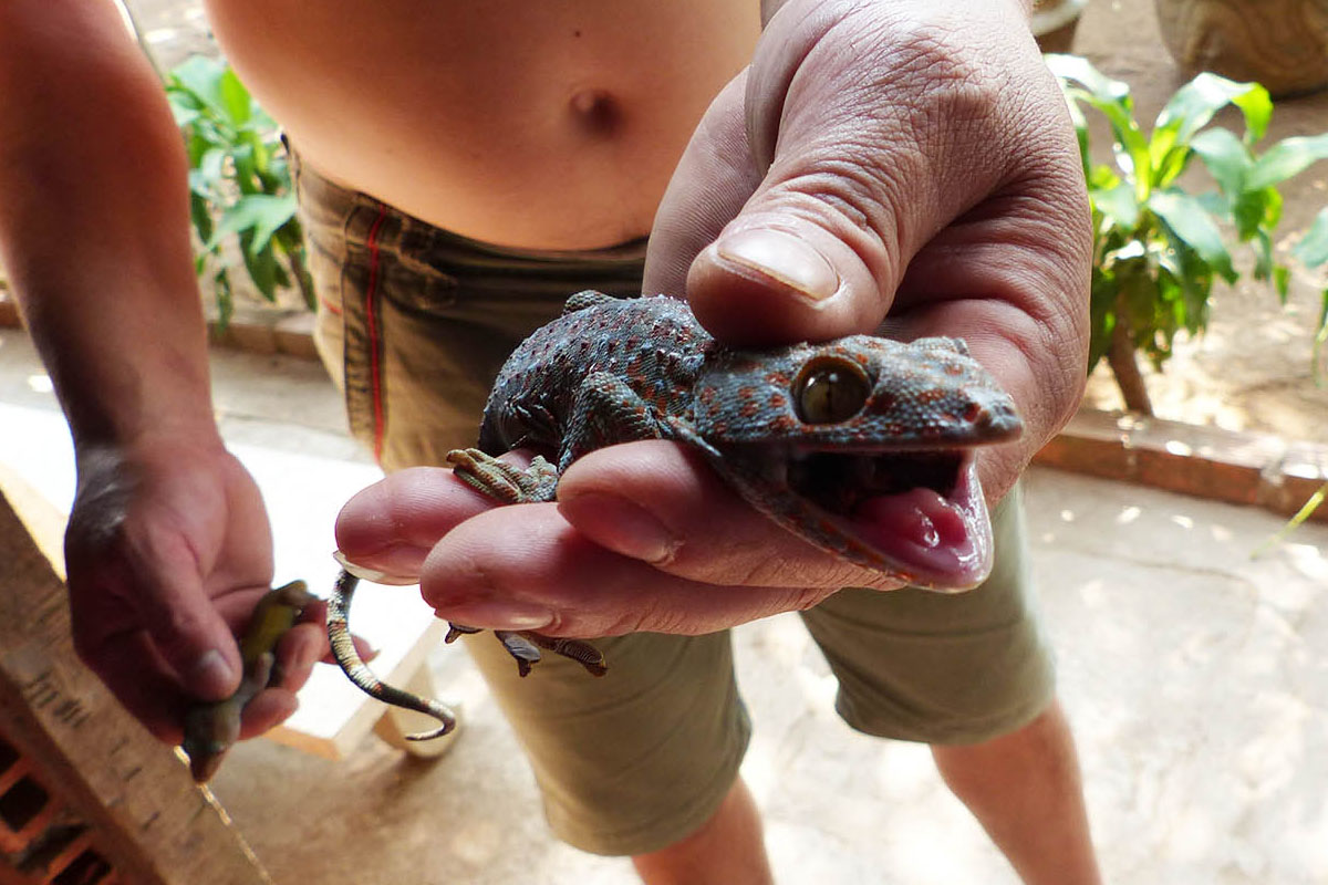 Person mit Reptil in der Hand