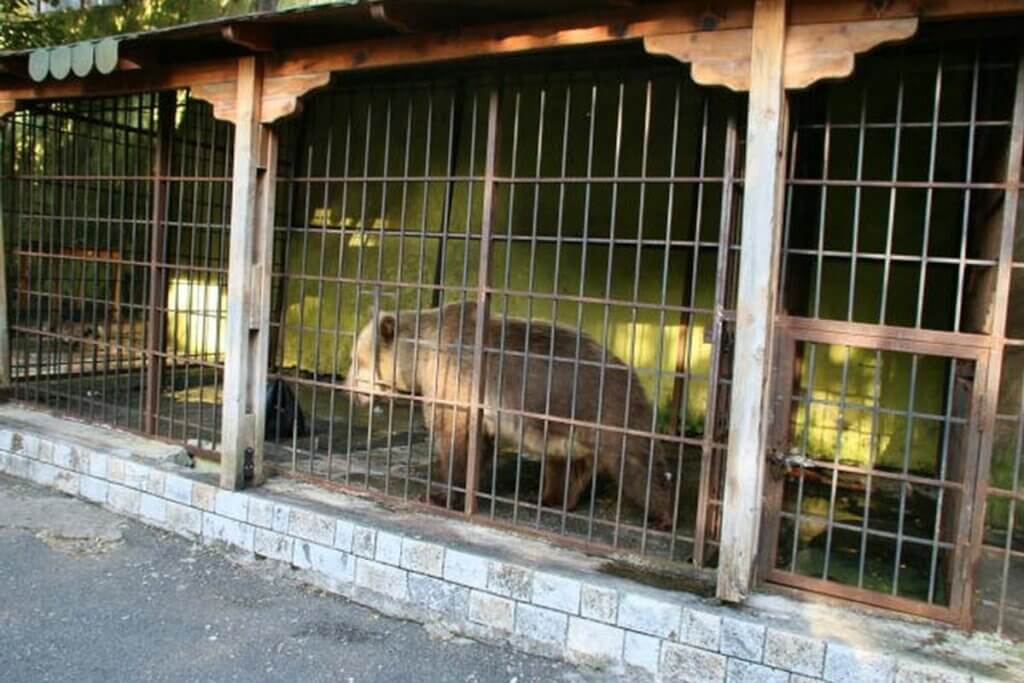 Ein eingesperrter Baer laeuft in seiner Zelle entlang.