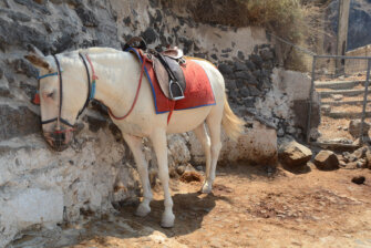 Eselreiten auf Santorini beenden