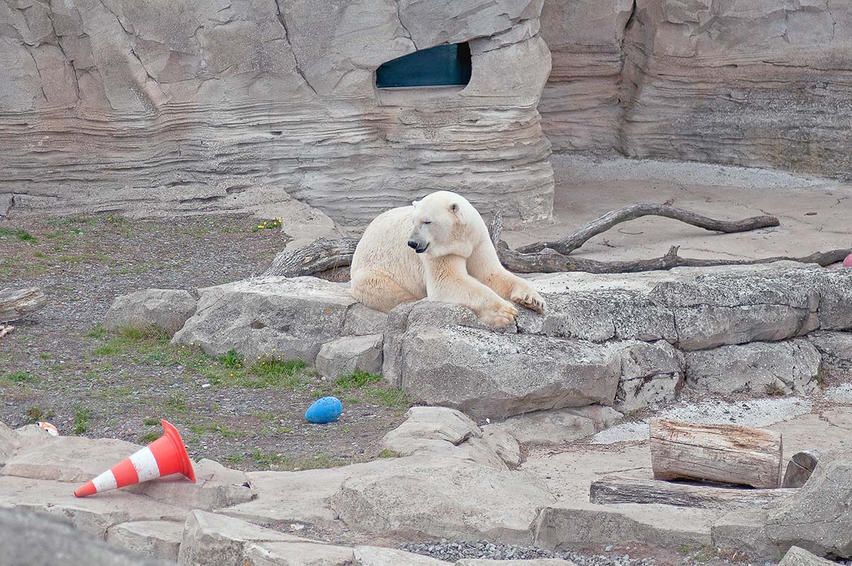 Zootiere: Diese 6 Tierarten werden in deutschen Zoos eingesperrt