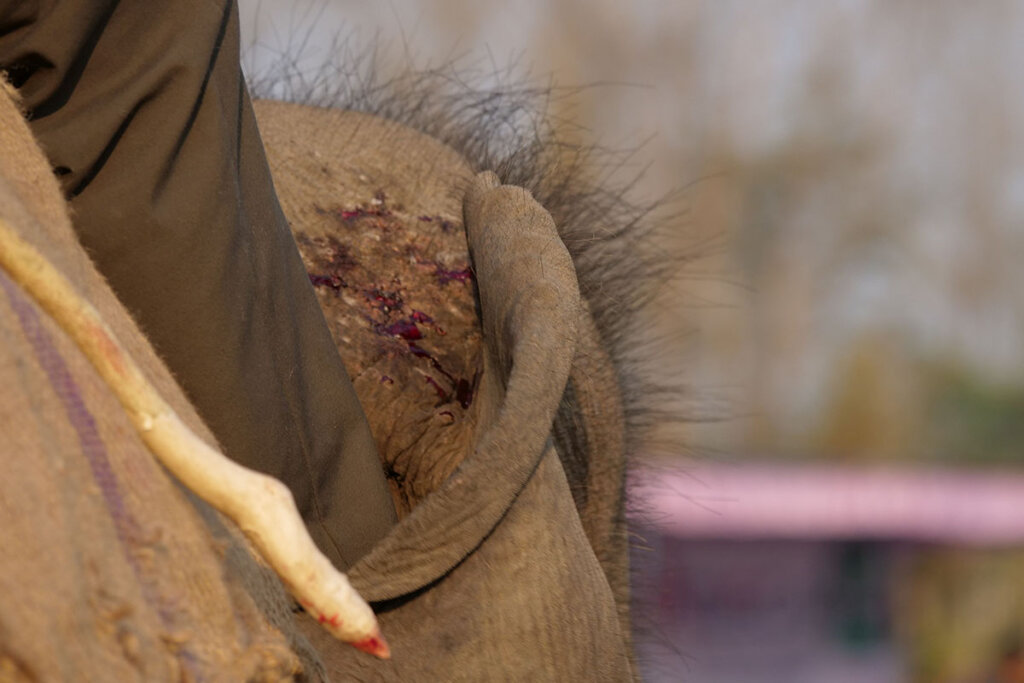 Elefant mit Wunden am Kopf, wird von einem Mann beritten, der einen Stock in der Hand haelt.