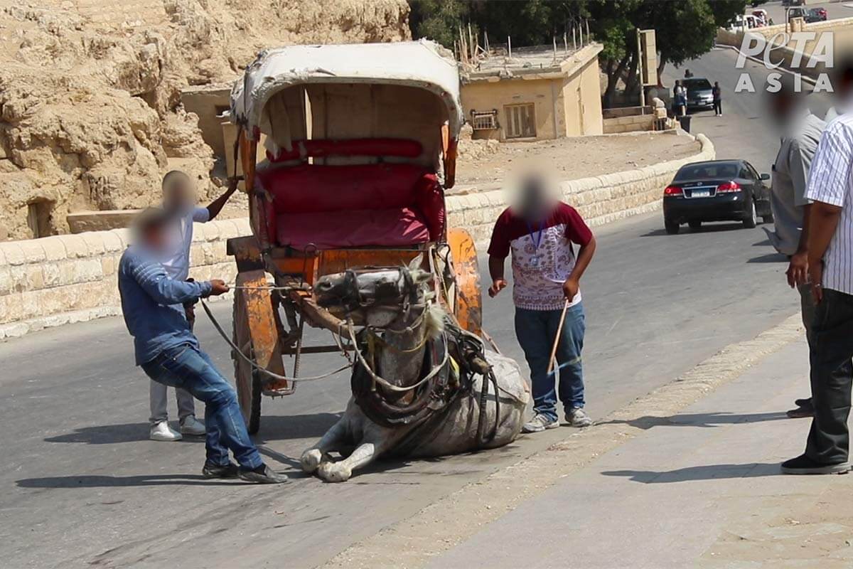 Menschen schlagen auf erschoepftes Pferd ein