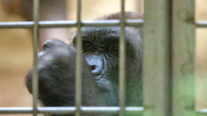 Gorilla im Zoogehege Duisburger Zoo