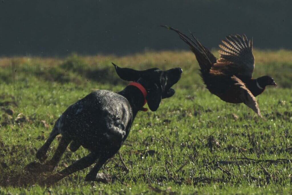 Ein schwarzer Hund jagt einen Fasan auf einer gruenen Wiese.