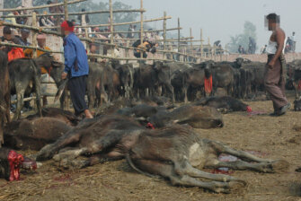  Gadhimai-Fest in Nepal beenden