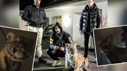 Collage Kollegah mit Rappern und Tiger