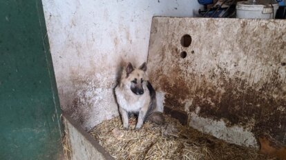 Hund im verdreckten Stall