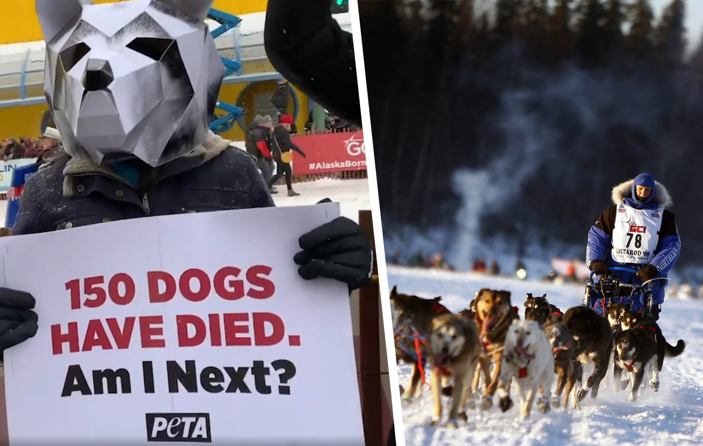 Petition an Formel 1 – kein Geld für tödliches Iditarod-Rennen