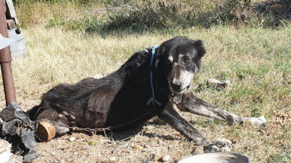 Abgemagerter Hund liegt auf einer Wiese