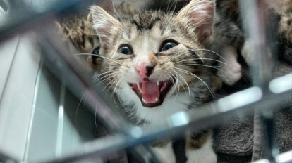 Katze in Transportbox miaut