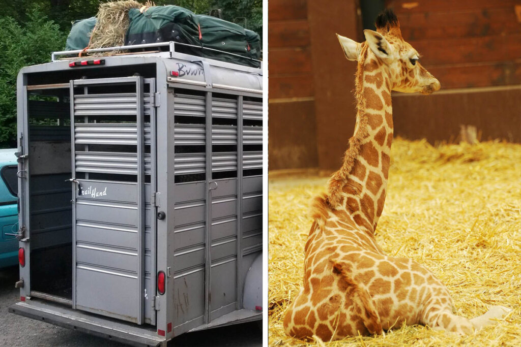 Collage. Transportbox auf einem Fahrzeug. Eine kleine Giraffe liegt auf einem Boden mit Stroh.