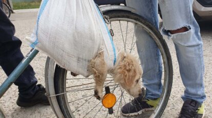 Hund haengt in Plastiktuete vom Fahrrad