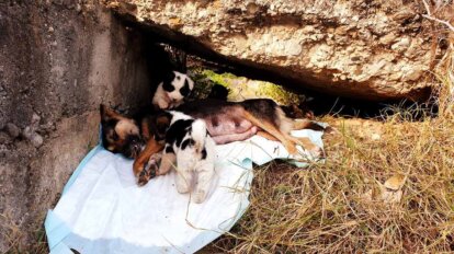 Hund und Welpe ausgesetzt auf der Strasse