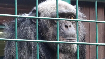 Affe im Tiergarten hinter Gitterstaeben