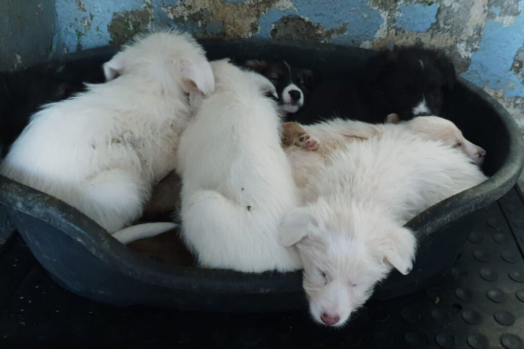 Hundewelpen in einem Korb