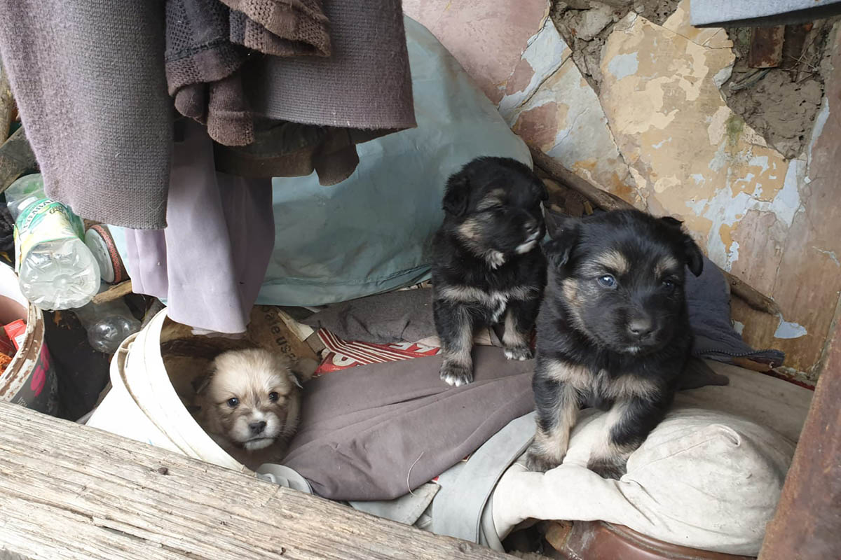 Welpenflut in Rumänien: Woher stammen die vielen Hunde?