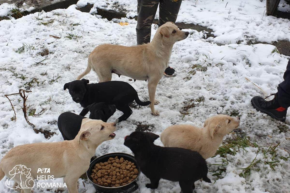 Straßenhunde fressen Futter