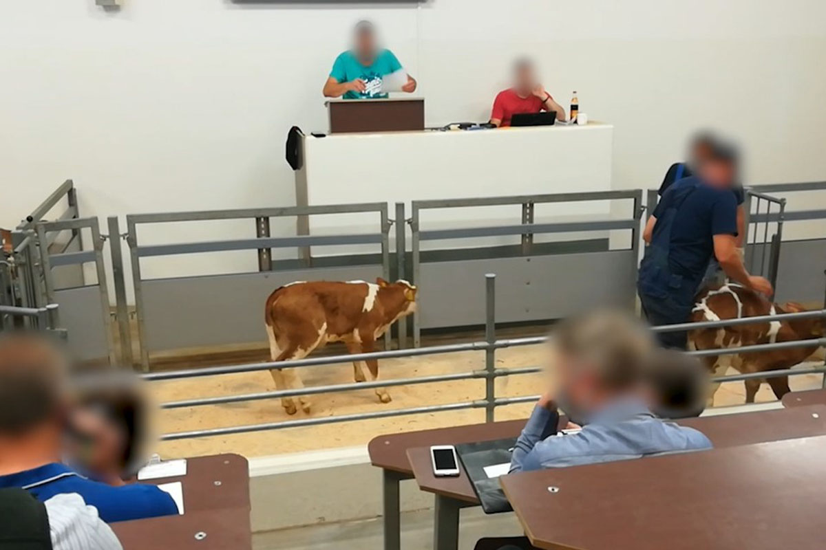 Ein Kalb steht vor einem Auktionsnator in einer Halle.