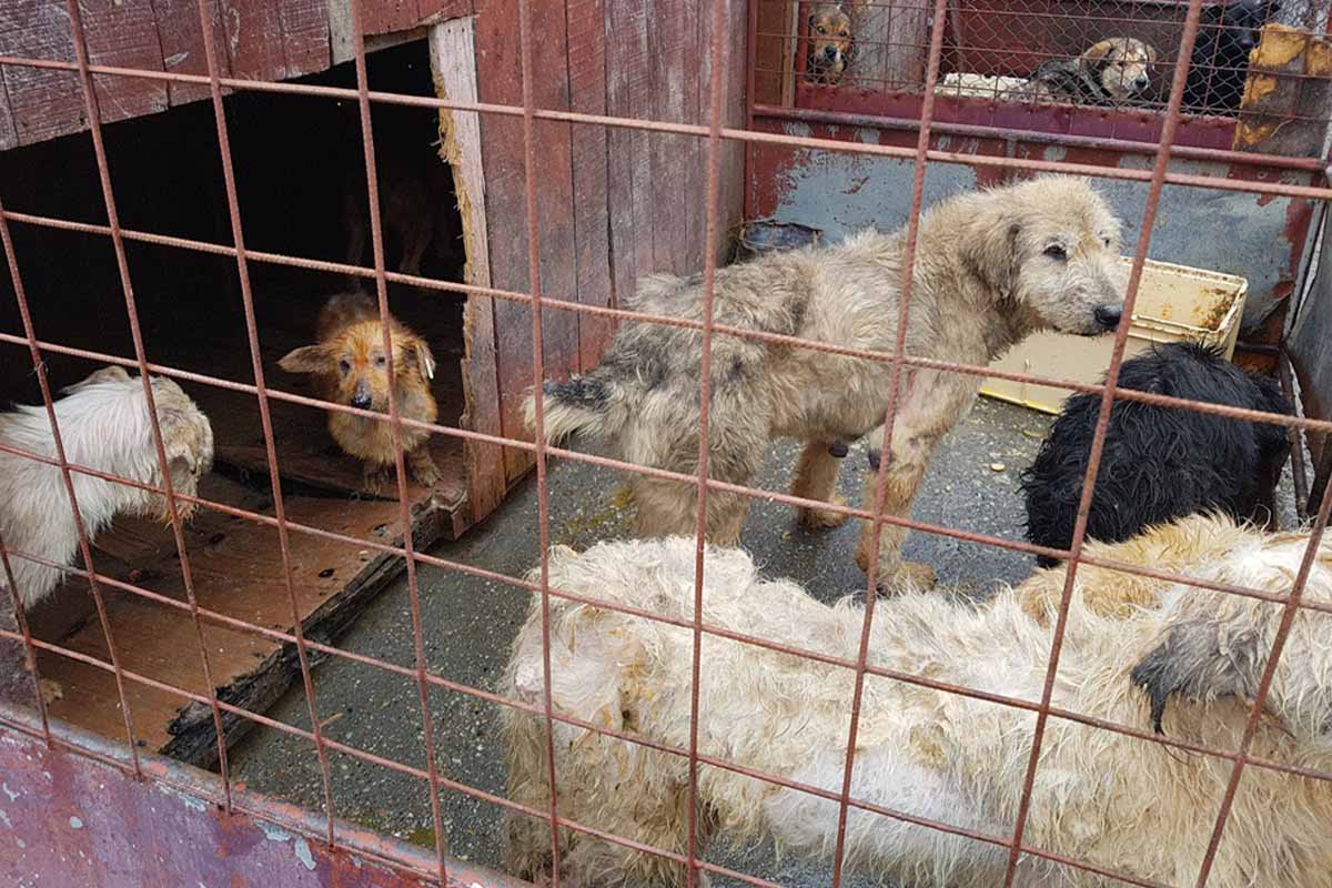 Hunde im Tierheim Rumaenien