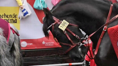 Pferd auf dem Karneval Umzug