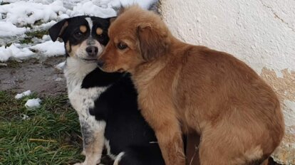 Zwei Hunde im Schnee