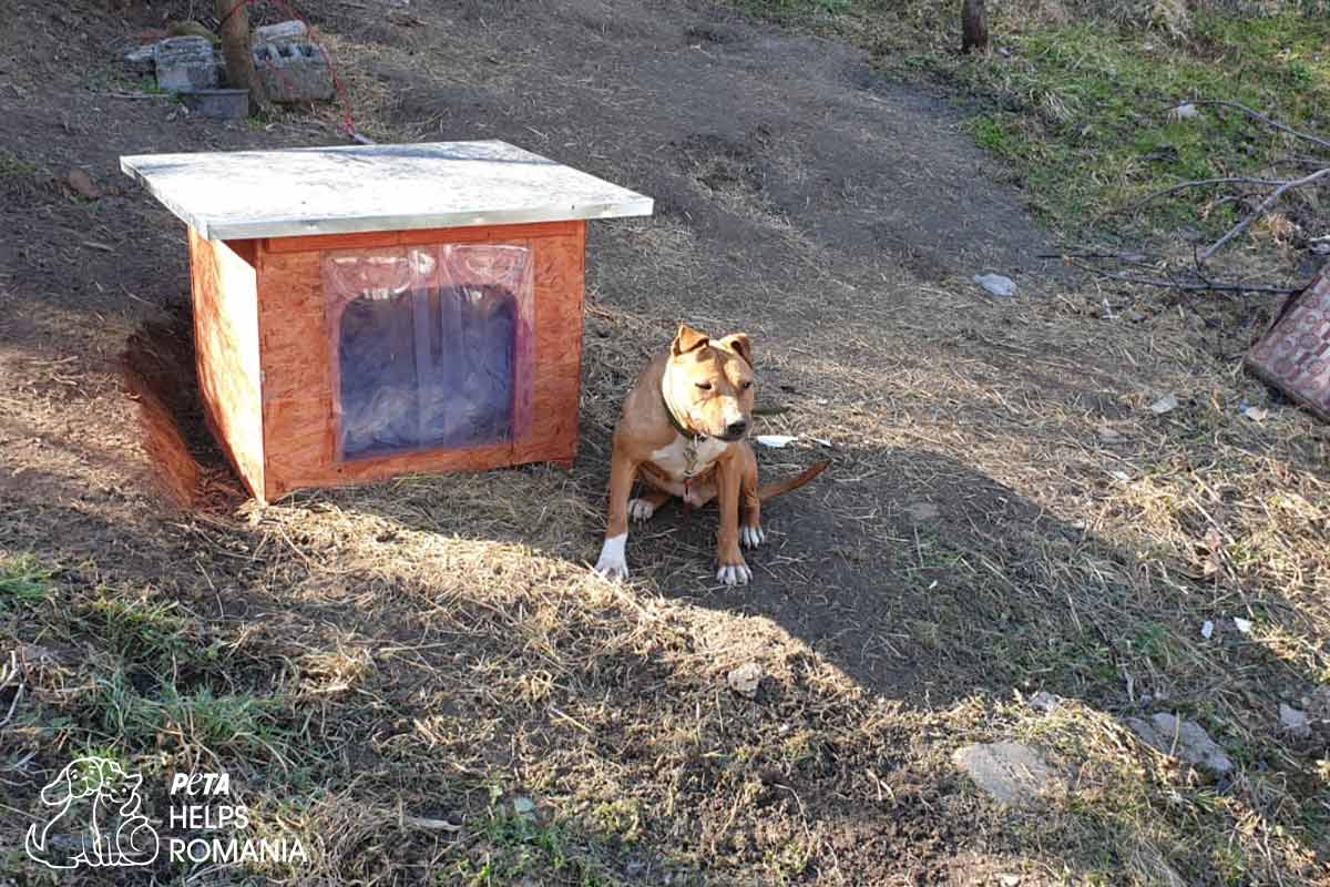 Hund sitzt neben neuer Schutzhuette