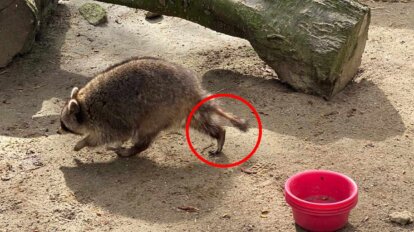 Waschbär-Dame mit kahlen Stellen im Tierpark Wismar.